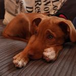 Skye Stevens - @skye_rescue_pod - Instagram