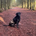 Skye Summers - @skyetheblacklab2021 - Instagram