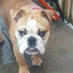 Skylar.. Bulldog Beauty. UK - @skyla_belle_bulldog - Instagram