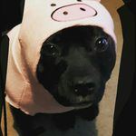 Skyla Vaughan - @skyla_the_k9 - Instagram