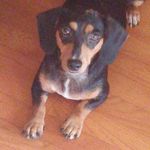 Skylar Cook - @skylar_the_dachshund - Instagram