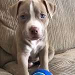 Skylar Hill - @skybluepit - Instagram