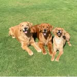 Skylar. Lemon. Peach - @citrusskies_ - Instagram