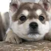 Skylar Olsen - @skylarolsen - TikTok