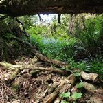 Skylar Perry Goh - @sing_littlebear - Instagram