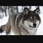 Skylar - @_skylar.wolf_ - Instagram