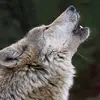 Skylar Wolf - @xxskylarwolfxx - TikTok