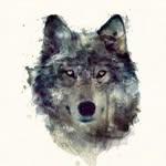 Skylar Wolf - @svg_wolfie_3 - Instagram