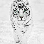 Skylar Baird - @amazing_wonderful_world_animal - Instagram