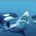 Skyler  Dutton - @shark_manman - Instagram