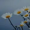 Skyler McDonald - @skyler.xxlove - TikTok