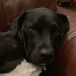 @skyler_._nico_and_oakley - Instagram