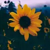 My dm account - @skyler.riley_alivia - TikTok