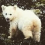 Skyler Schultz - @save_the_wild_456 - Instagram