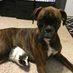 Skyler Schultz - @dogs_life_0605 - Instagram
