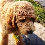 Skyler Ace Taylor!!!!🐶🐾 - @skyler.taylor - Instagram