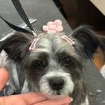 Skyler Taylor-Hartman - @bubblebabiesgrooming - Instagram