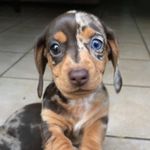 Skyler Webster - @skyler.doxie - Instagram
