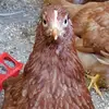 Sladehill69420! - @chickenguy88 - TikTok