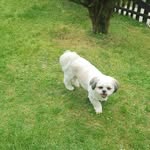 Sladjana Antić - @dzeki.shihtzu - Instagram