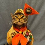 Sly James The Cat - @slyjamesthecat - Instagram