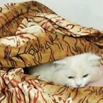 Smitha Joseph - @smitha.joseph.7982 - Instagram