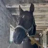 sofia._dahl - @sofia._dahl - TikTok