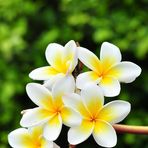 Sofia Rahman - Facebook