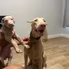 solo.Doberman1 - @solo.doberman1 - TikTok