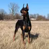Soluna Dobermans - @solunadobermans - TikTok