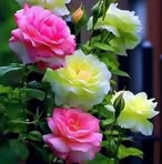 Sol Chavez - Facebook