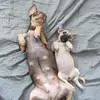Tania soledad 👽👍 - @tania.soledad.oli3 - TikTok