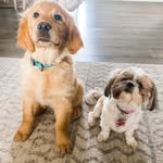 Solomon and Coconut Ford - @solomon_andcoconut - Instagram