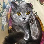 Solomon Frazier - @that.happycat_we - Instagram