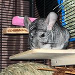 Solomon Frazier - @petechinchilla - Instagram