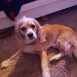 solomon freeman - @haiku_the_dog_ - Instagram