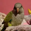 dani_gaby_mu - @solomongonzalez0 - TikTok
