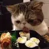Solomon Rose - @solomon.rose1 - TikTok