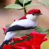 سليمان سليم المقط412 - @solomonsalim0 - TikTok