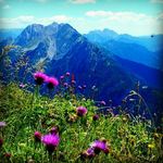 🌼Bergliebe🌼 - @berg_sommer - Instagram