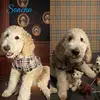 Sonto - @sontothegoldendoodle - TikTok