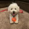 Sonal Pokale - @kulfi_thegoofybichon - TikTok