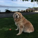 Sondra Bennett - @4goldenpaws - Instagram
