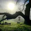 Sandra Chapman - @discgolfmama40 - TikTok