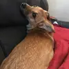 Blondie - @sondrafox5 - TikTok