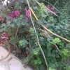 Sandra.Goldstein - @sandragoldsteinxfatmixt - TikTok