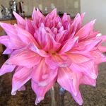 Sandra Kaplan - @sdsaffle - Instagram