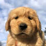 Sonia Avitia - @luna_goldenretrievers - Instagram