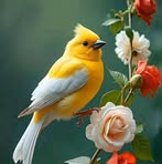 Sonia Aziz - Facebook
