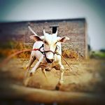 sonya Bhaskar - @sonya__bhaskar - Instagram